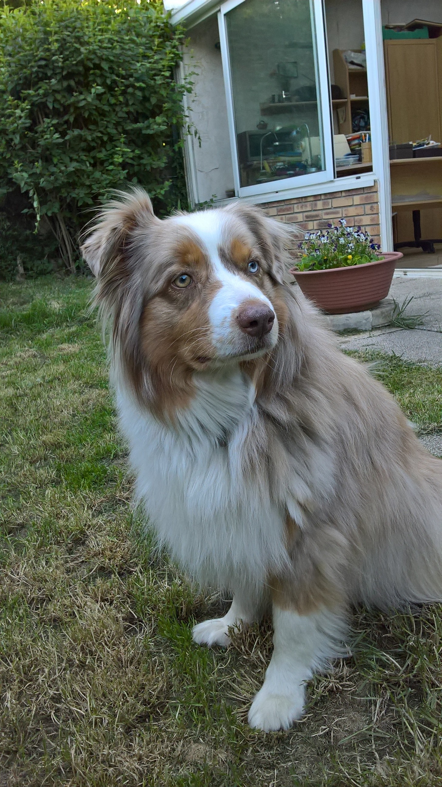 Fidjie des mazellieres