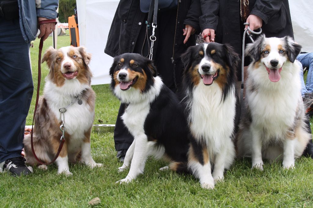 Concours canin Bailleul sur Thérain mai 2013